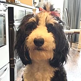 Ella - Bernedoodle