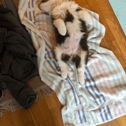 Australian Shepherd Puppies from Black Pond Australian Shepherds