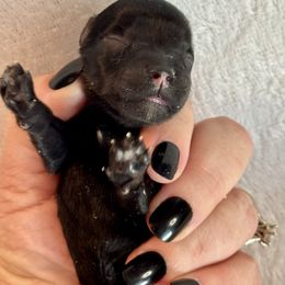 Girl 2 - Black female Miniature Schnauzer puppy in Independence, Missouri from Crown Schnauzers KC