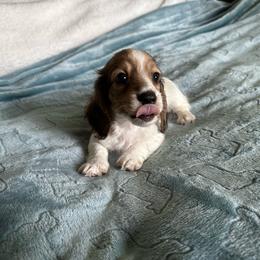 Flynn. (Walnut) - Cream male Dachshund puppy in Wolf Lake, Indiana from Canisteo Dachshunds