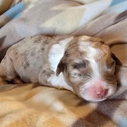 Ray 6 - Red merle male Aussiedoodle puppy in Redding, California from House Merrills Minis and Doodles