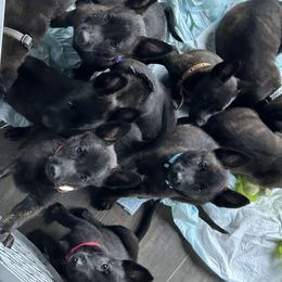 Dutch Shepherd Puppies from TecK9s