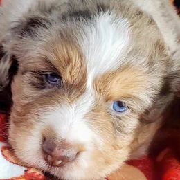 MARIO - Red merle Miniature Australian Shepherd puppy in Galesburg, Illinois from Blessed Knights Mini Aussies