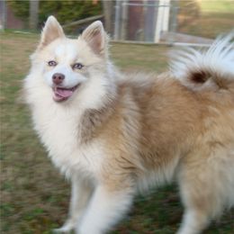 Reba - Pomsky