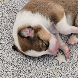 Sundance's Misty - Sable and white female Collie puppy in Rapid City, South Dakota from Sundance Scottish-Colleys