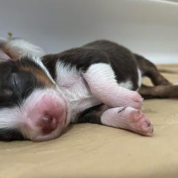 Australian Shepherd Puppies from Dream E River Ranch