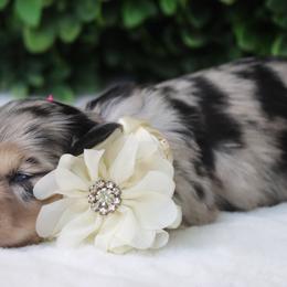 Willow - Dapple female Dachshund puppy in Woodbine, Georgia from Bowdachs Cream Pies