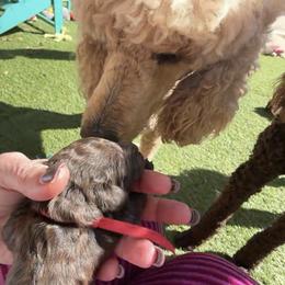 Poodle Puppies from Royal Dixie Poodles