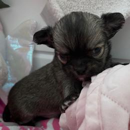 Chihuahua and Labrador Retriever Puppies from Cranbrook Kennels