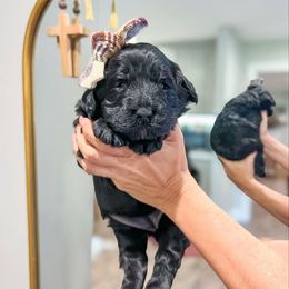 Baby Girl - female Newfypoo puppy in Sulphur, Louisiana from Curly Q’s Of Carlyss