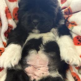 Pink - Black female Newfoundland puppy in Riverside, California from Gentle Soul Newfoundlands