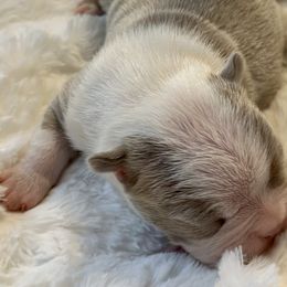 Boy 2 - Boston Terrier puppy in George West, Texas from Duke of Earl’s Boston Terriers