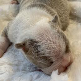 Boy 2 - Boston Terrier puppy in George West, Texas from Duke of Earl’s Boston Terriers