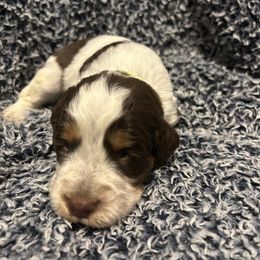 Boy 2 - English Springer Spaniel puppy in Wayland, New York from Hatfield Nation Springer Spaniel