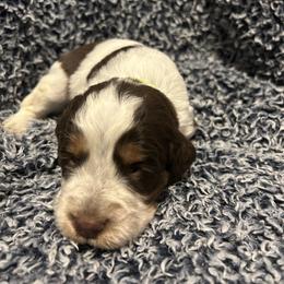 Boy 2 - English Springer Spaniel puppy in Wayland, New York from Hatfield Nation Springer Spaniel