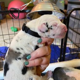 Boy 1 - Harlequin Great Dane puppy in Lawrenceburg, Indiana from Jordan Giants