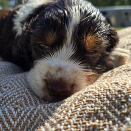 Pike - Liver and white male English Springer Spaniel puppy in Hephzibah, Georgia from Sidel's Springers