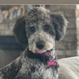 Bernedoodles and Goldendoodles from Sunset Doodles