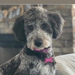 Bernedoodles and Goldendoodles from Sunset Doodles