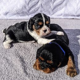 Cavalier King Charles Spaniel Puppies from Charleston Cavaliers