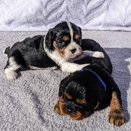 Cavalier King Charles Spaniel Puppies from Charleston Cavaliers