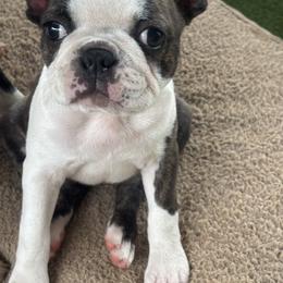 Mali - Brindle and white female Boston Terrier puppy in Alabama from Southern Bulldogs