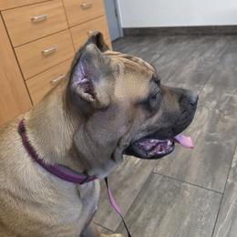 Dixie - Cane Corso