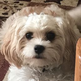 Boo - Cavachon