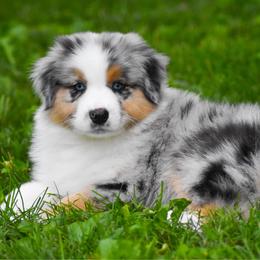 Woodford - Blue merle male Australian Shepherd puppy in Easton, Missouri from MMA Kennel