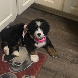 Bernedoodle and Dachshund Puppies from Heavenly Heritage Dachshunds
