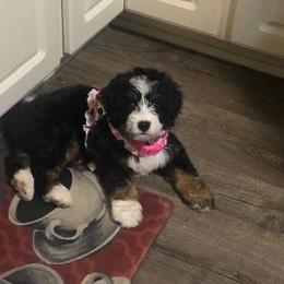 Bernedoodle and Dachshund Puppies from Heavenly Heritage Dachshunds