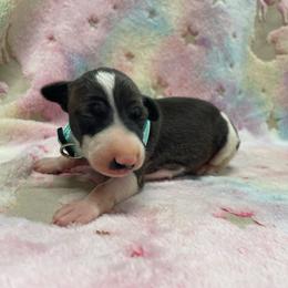 Santino - White and seal male Italian Greyhound puppy in Lancaster, Missouri from White Stone Ranch