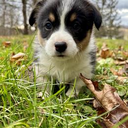 Pembroke Welsh Corgi Puppies from Trowbridge Corgis