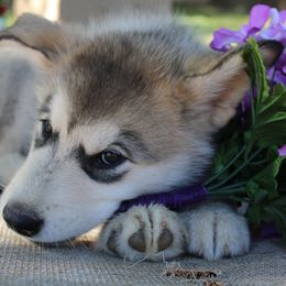 Alaskan Malamute Puppies from Sequoia Timber Malamutes