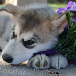 Alaskan Malamute Puppies from Sequoia Timber Malamutes