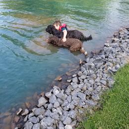 Portuguese Water Dog Puppies from Prized Family Porties