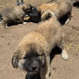 Cocoa - Tan male Colorado Mountain Dog puppy in Colorado Springs, Colorado from Sharp Guardians and Goldens