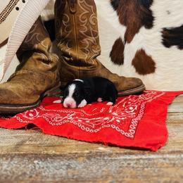 'Taylor' - Black tri-color female Australian Shepherd puppy in Durand, Wisconsin from Larson’s Legacy Aussome Aussie Kennels