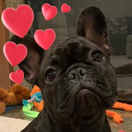 French Bulldog Puppies from Legend French Bulldogs