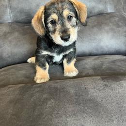 Ranger - Black and tan male Pembroke Welsh Corgi puppy in Stuart, Iowa from Johnson Family Paws