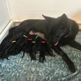 Light blue - Black male German Shepherd puppy in Winters, California from Vom Haefner German Shepherds