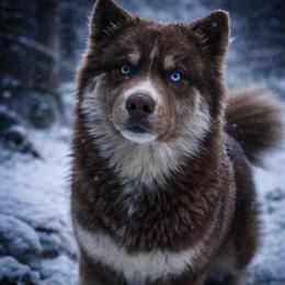 River - Red and white female Siberian Husky puppy in Iron River, Wisconsin from Wiemeri Siberians
