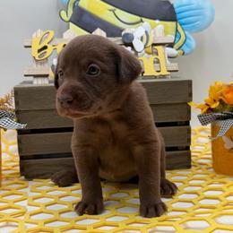 Gray - Chocolate female Labrador Retriever puppy in Heath Springs, South Carolina from Rich Hill Retrievers