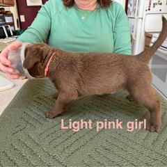 Chesapeake Bay Retriever Puppies from Marshpoint Gun Dogs