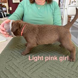 Chesapeake Bay Retriever Puppies from Marshpoint Gun Dogs