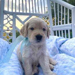 Toby- tan - Apricot male Goldendoodle puppy in Carlton, Minnesota from Lakeside Doodles MN