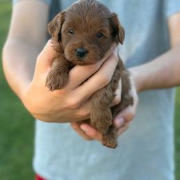 Phoebe - Red  female Goldendoodle puppy in Cedar City, Utah from Precious Paws Ranch