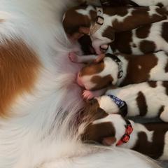 Nederlandse Kooikerhondjes from Dreamcatcher Kooikerhondjes