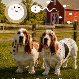 Basset Hound puppies from Middle TN Leopard Catahoulas and Middle TN Bassett Hounds