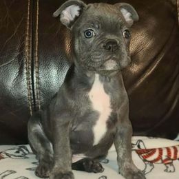 Lil blue boy - Blue male French Bulldog puppy in Graham, Washington from Kristy's French Bulldogs & Mini Schnauzers